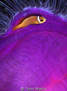 Clownfish by Tony Makin 